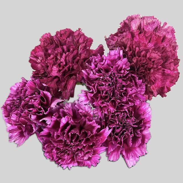 カーネーション複色紫品種/キアヌ。単色品種も2本あげてみました。品種名がごめんなさい不明です。