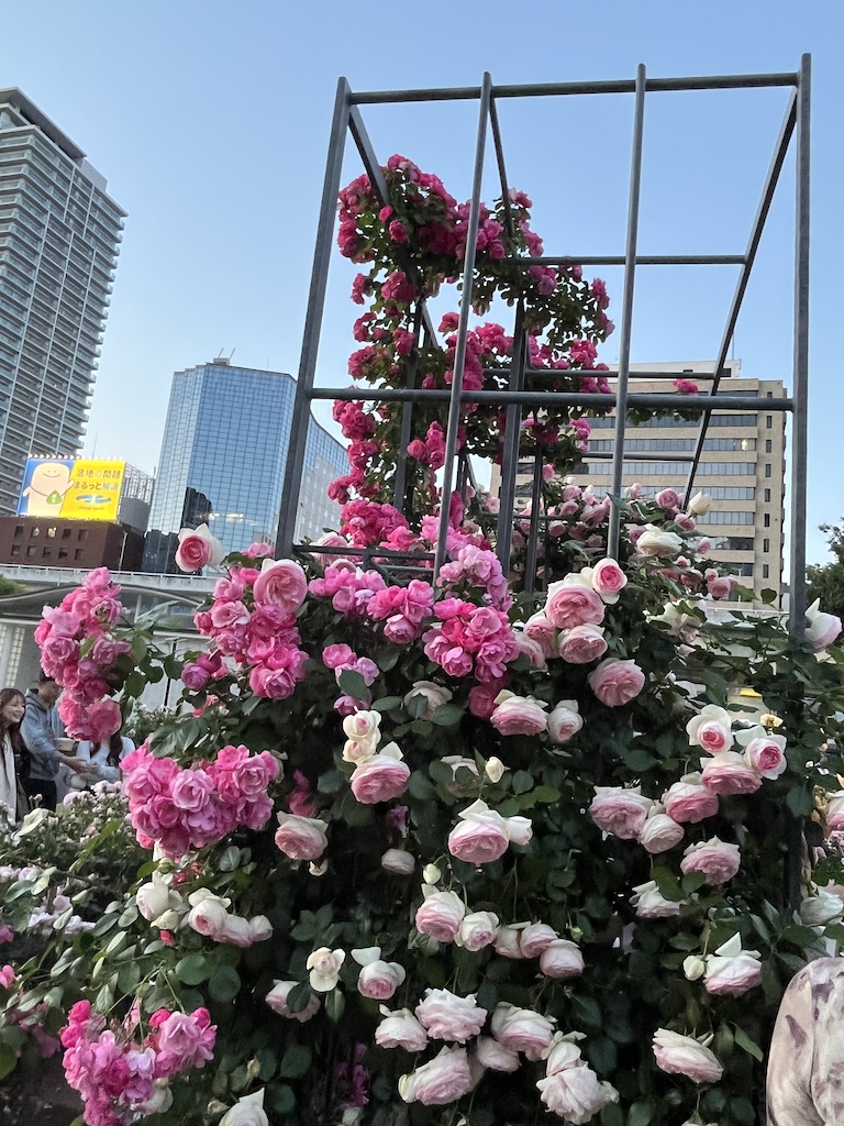 中之島バラ園 開花状況 2026