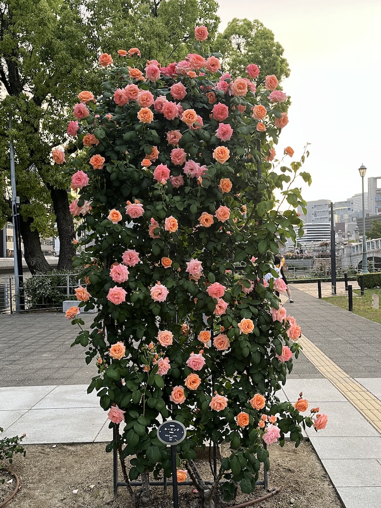 中之島バラ園 開花状況 2026