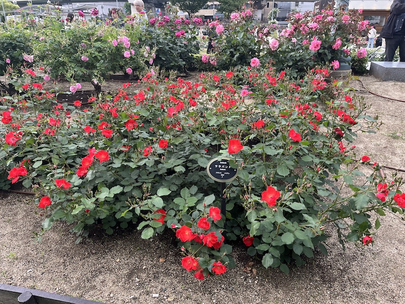 一重咲き薔薇品種「サラバンド」