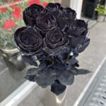 黒薔薇（染色）赤いバラに青い染料を吸わせて黒く染めてあります。葉色も青く染まっています。
