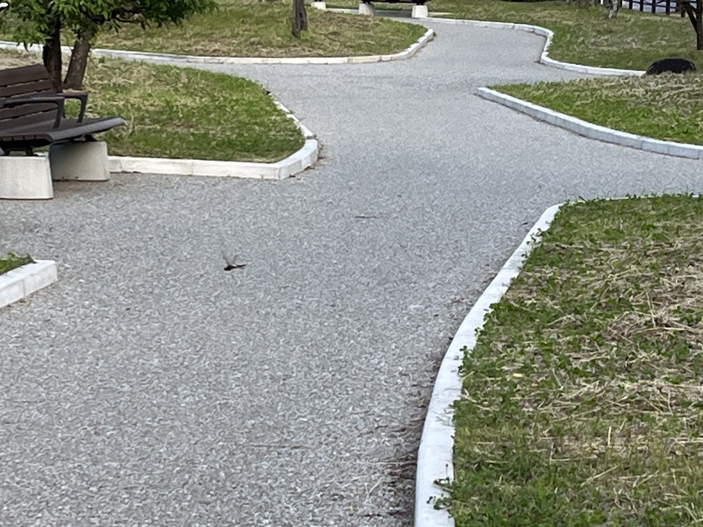 ちょっと確認しづらくてごめんなさい。トンボがいっぱいいた。2026/05/30撮影。