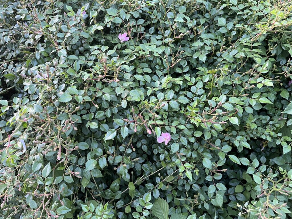ひなあられ。2026/05/17撮影。株は大きくなってきましたが、お花がまだなのが残念。2.3輪は咲いているようです。