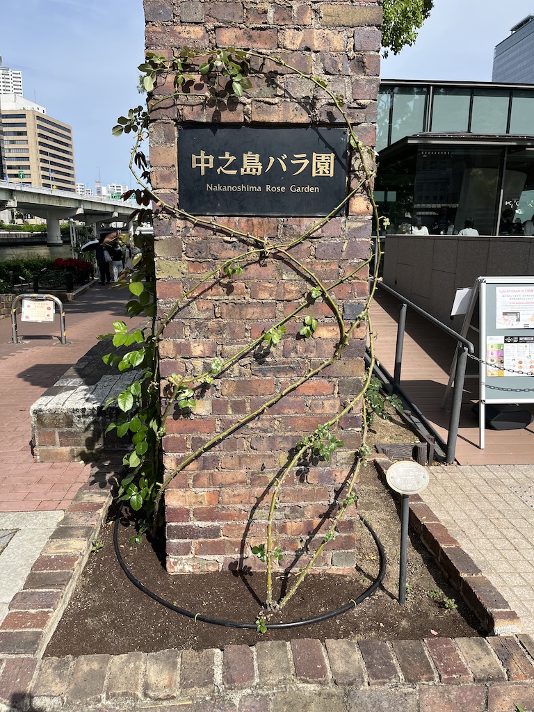 中之島バラ園バラの小径側入口。今年は何回通っただろう。ありがとう。2026/05/24撮影。