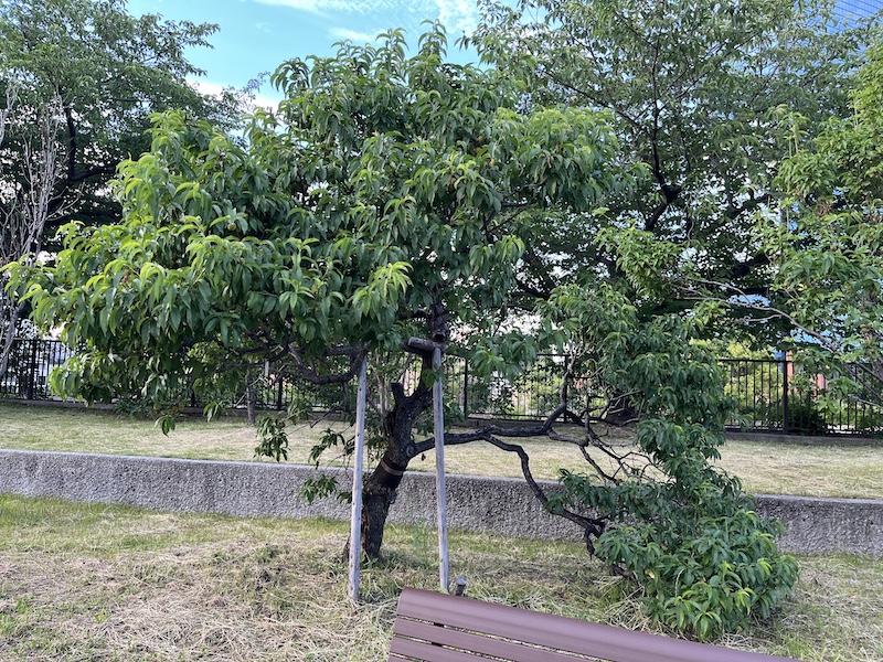 桃も梅も同じバラ科なのですが若い時のj成長が全く違います。2026/05/30撮影。