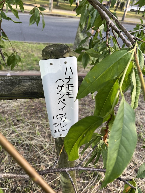 源平しだれ品種プレート。2026/05/30撮影。