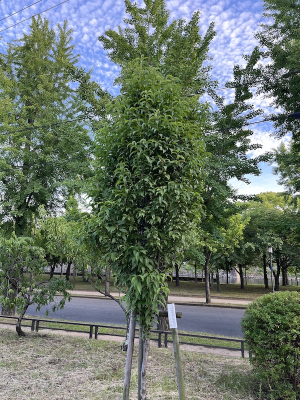 照手赤。2026/05/30撮影。