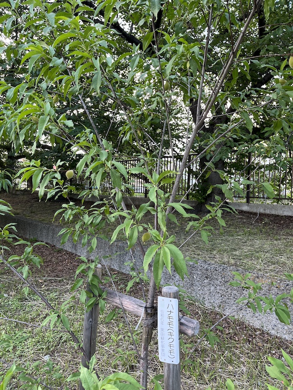 菊桃。2026/05/30撮影。