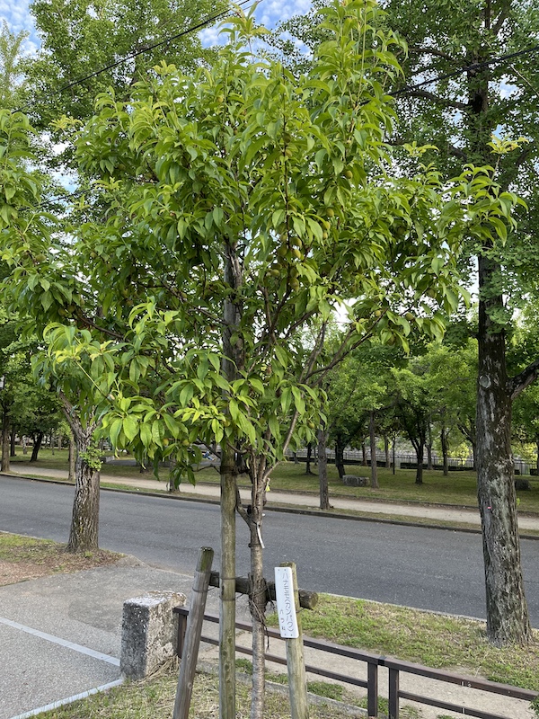 関白。2026/05/30撮影。