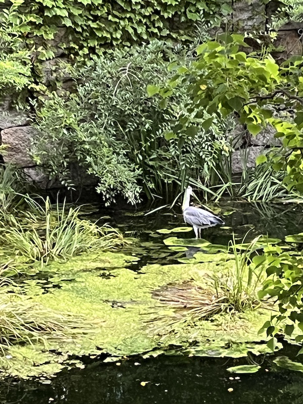 池にはアオサギがいました。2026/05/30撮影。