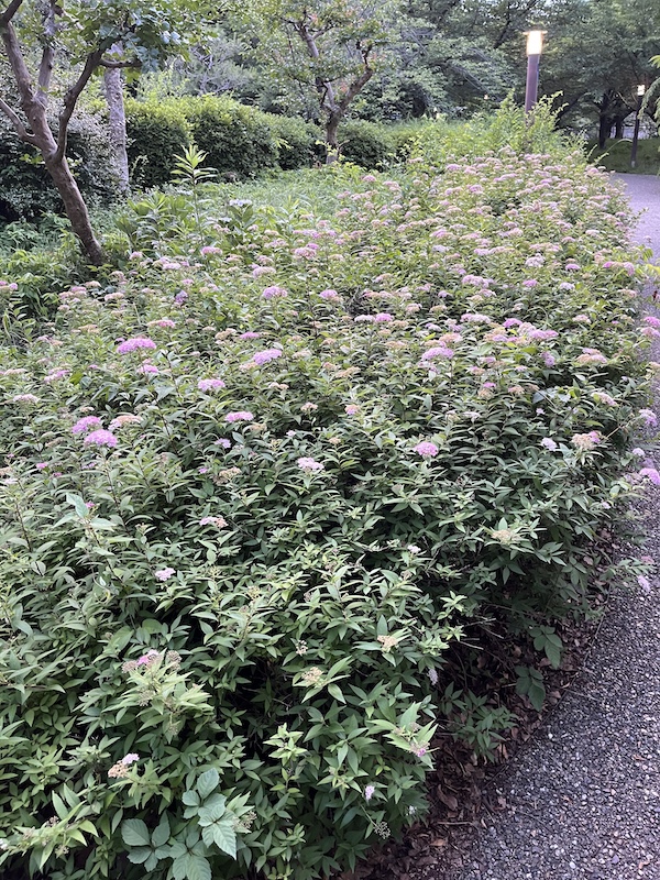 シモツケの花が綺麗でした。2026/05/30撮影。