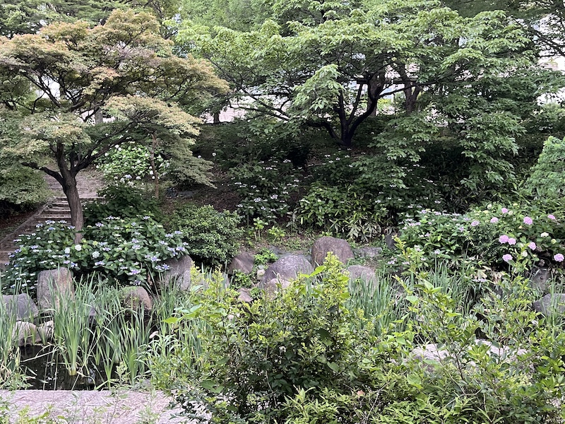 あじさいうつぎ園内人工池。2026/05/30撮影。