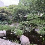 大阪城公園あじさいうつぎ園。2026/05/30撮影。