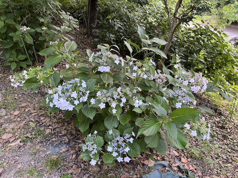 隅田の花火。2026/05/30撮影。