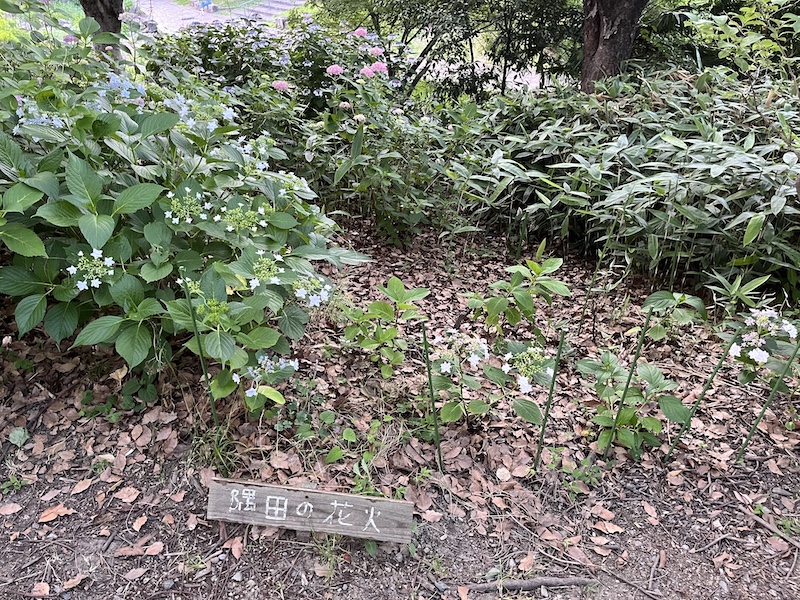 隅田の花火。木片品種板。2026/05/30撮影。山道を散策しているようなこの木片。