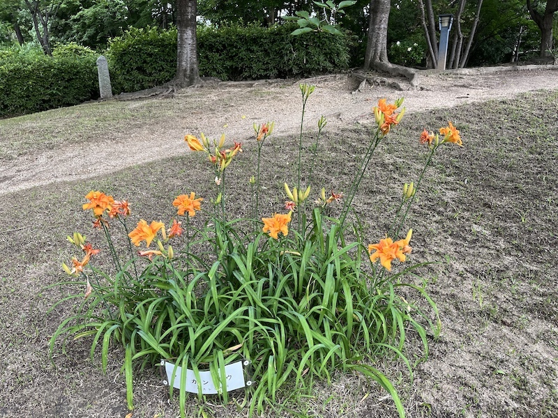 甘草（カンゾウ）百合に似ていますが別の科になります。