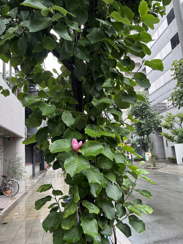 平野町通りの木蓮2。