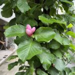 平野町通りの木蓮。