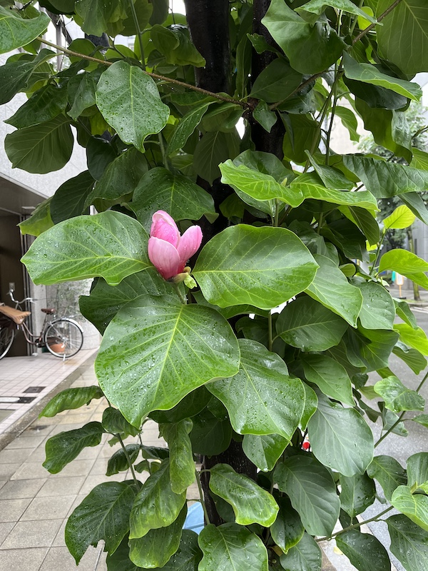 平野町通りの木蓮。