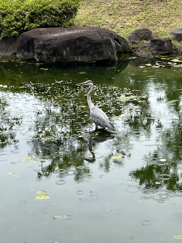 アオサギ。