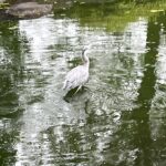 アオサギ２。