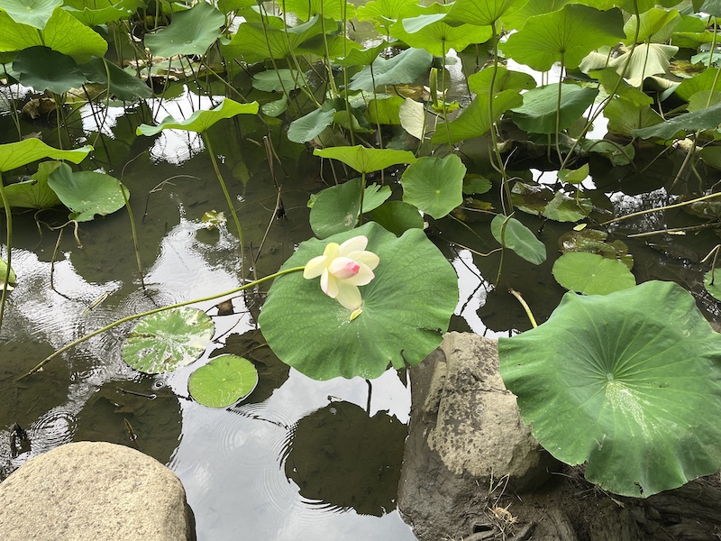 蓮花が重いのか蓮の葉の上に寝転んでいました。