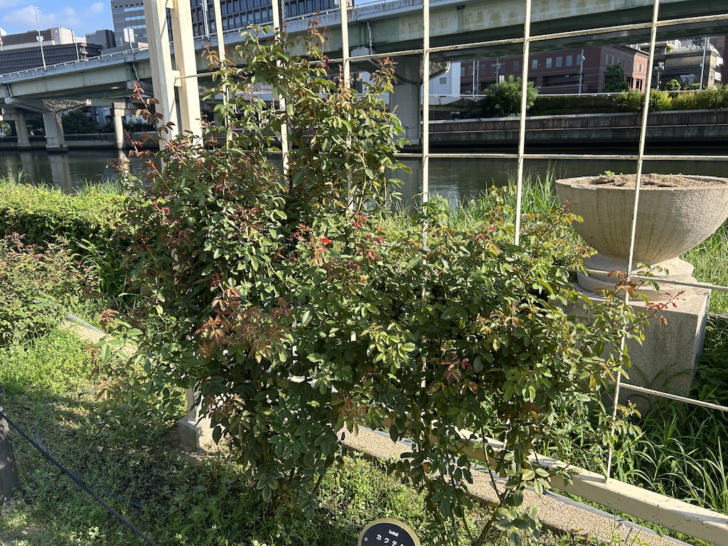 つる「カクテル」