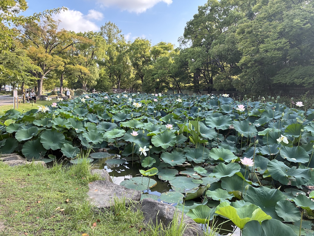 ひょうたん池南側より。