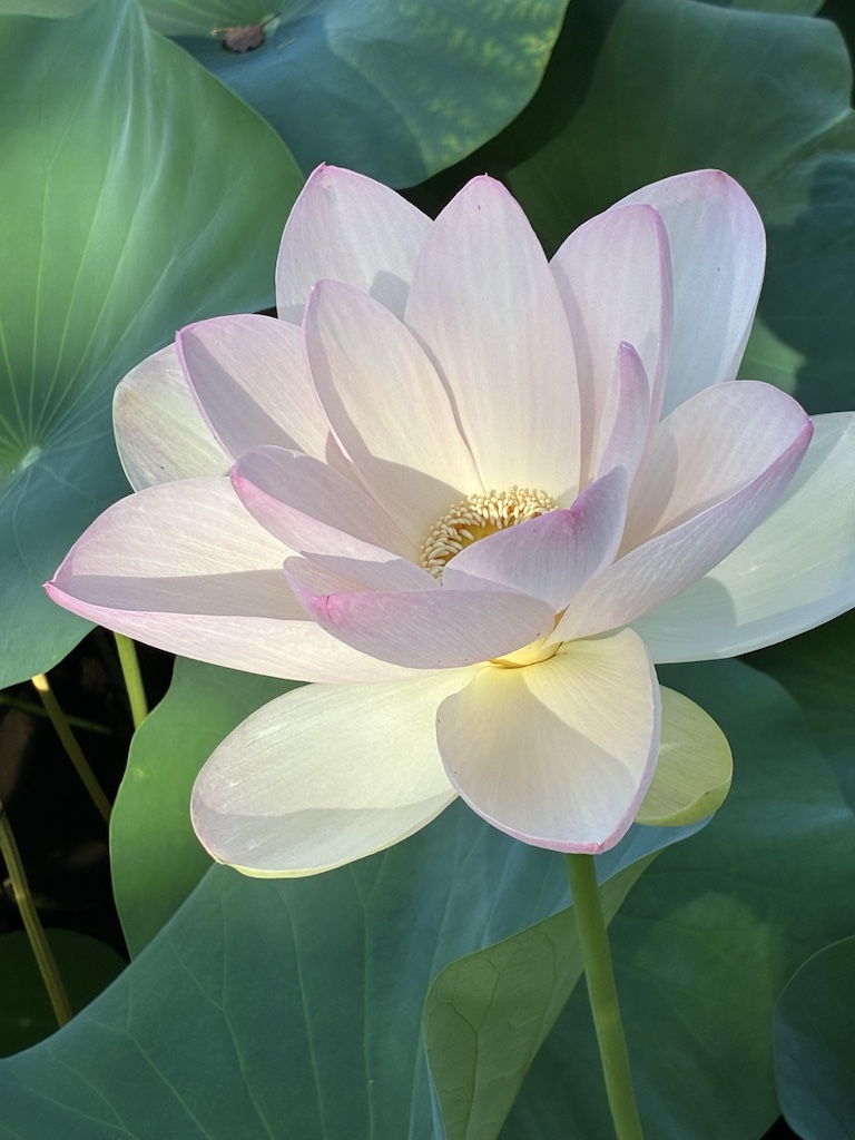蓮花綺麗に撮影できました。