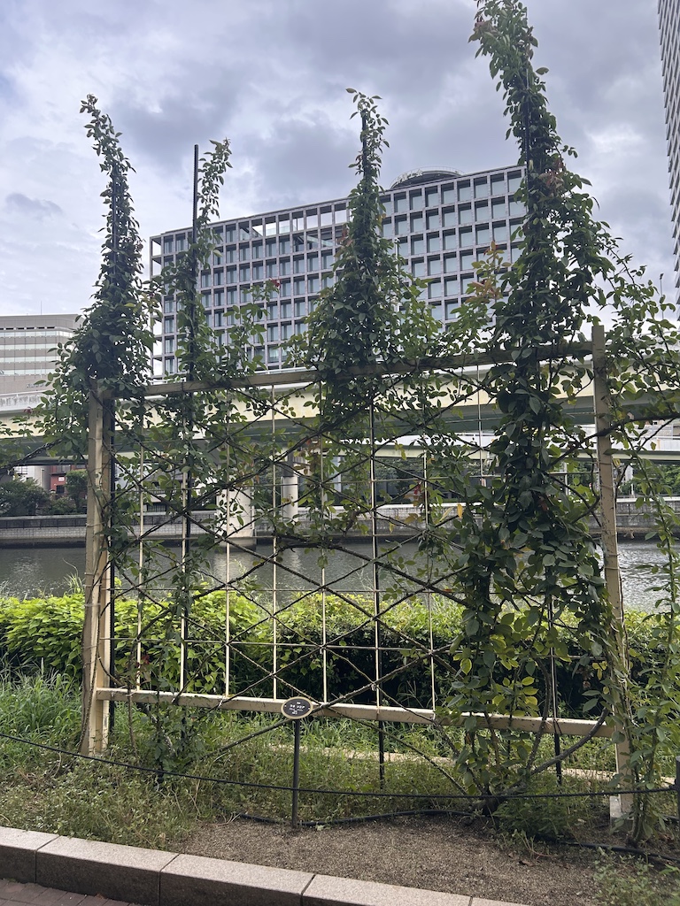 ソニア。