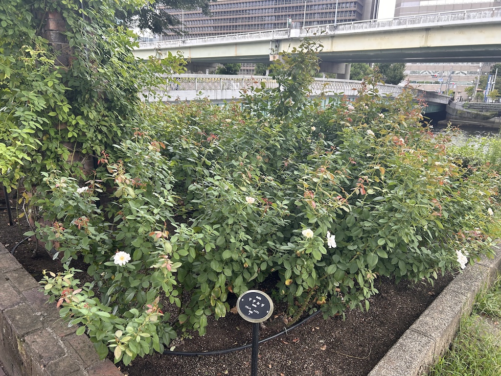 マチルダ。