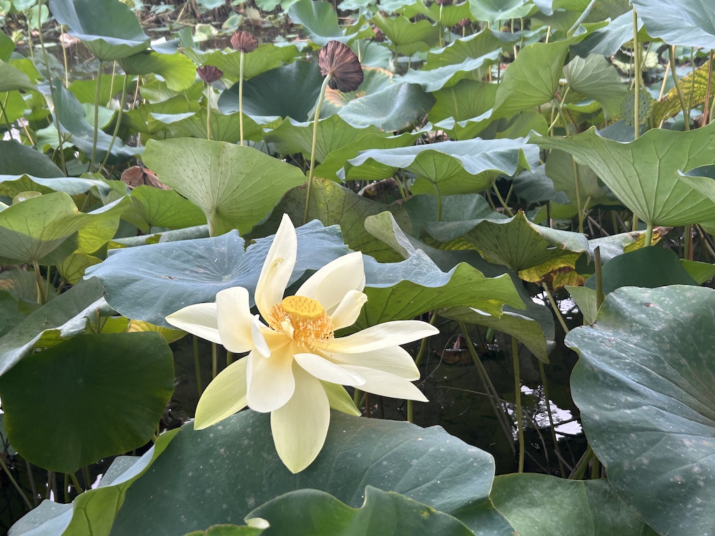 蓮花